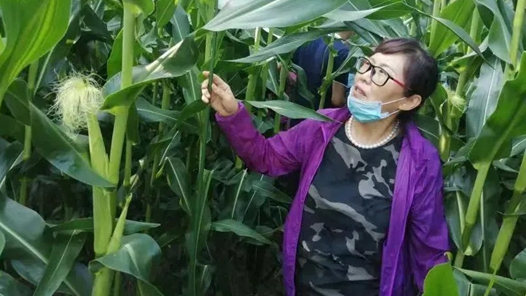 【愛在城市】冷玲：為鄉(xiāng)親辦實事的“土專家”