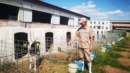 中國夢·大國工匠篇 ｜牛棚里做“試管嬰兒” 他讓奶牛牛起來