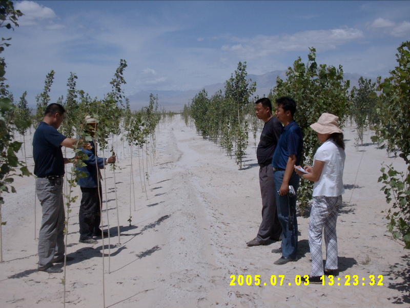 指導(dǎo)綠洲邊緣基干防護(hù)林帶營(yíng)造。受訪者供圖