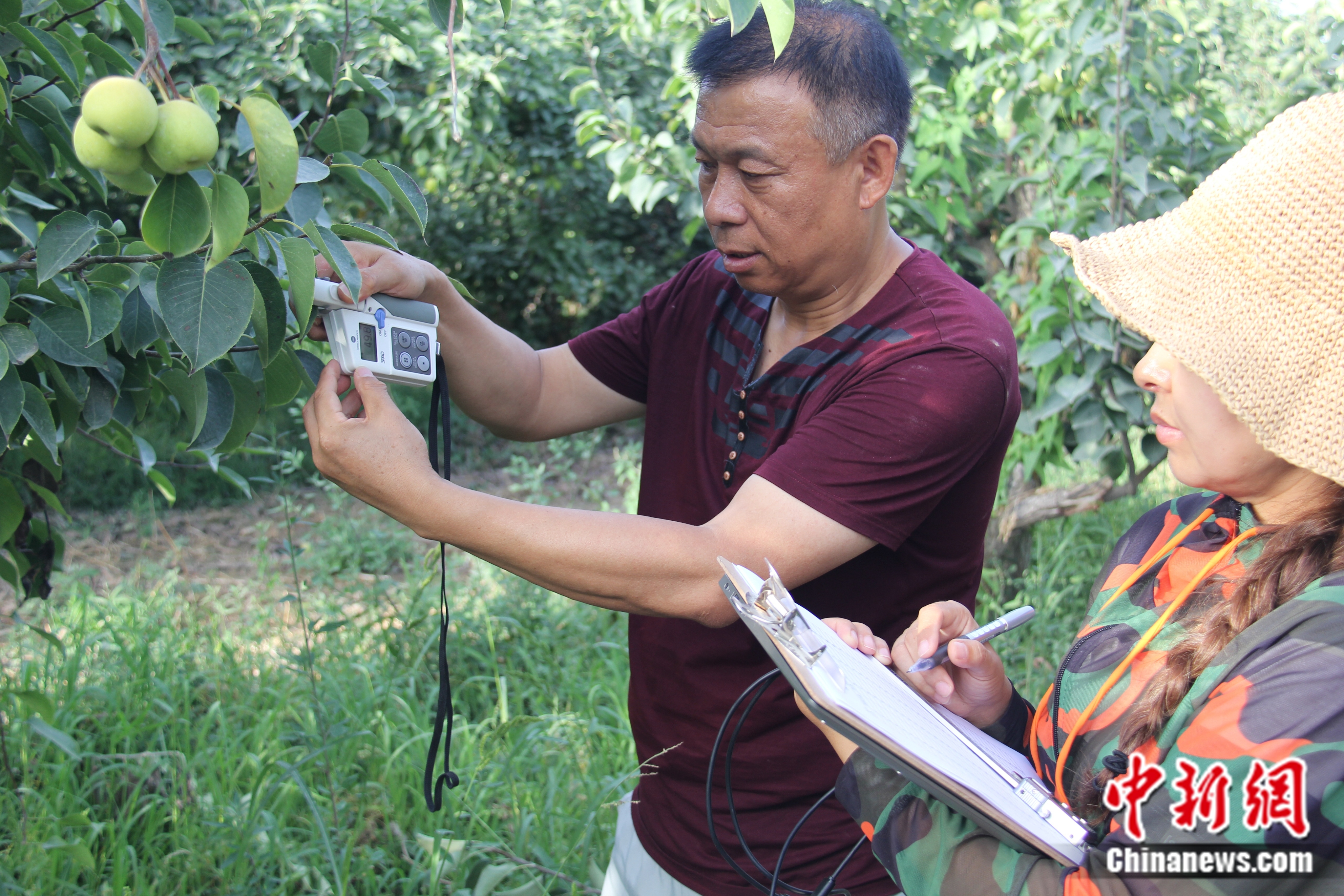 劉康研究香梨光合作用狀況。受訪者供圖