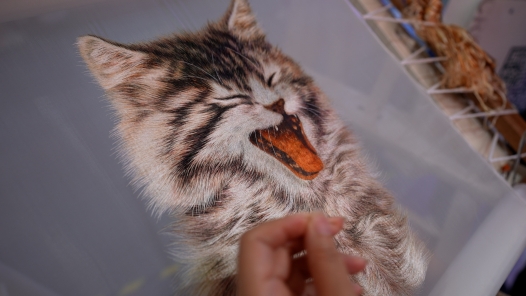 工視頻丨雙面小萌貓！繡出來的“活”功夫