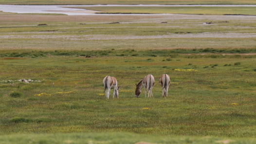 中國夢(mèng)·大國工匠篇｜遇見高原精靈！打開三江源國家公園的生態(tài)畫卷