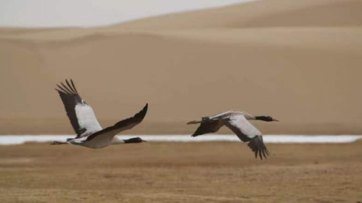 中國夢(mèng)·大國工匠篇｜守護(hù)高原生態(tài)夢(mèng)！藏語文教師到首批國家公園建設(shè)者的華麗轉(zhuǎn)身