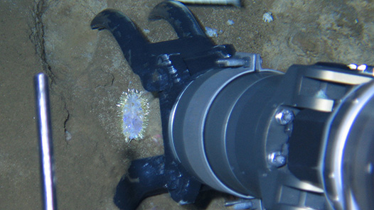 發(fā)展新質(zhì)生產(chǎn)力，如何向“新”而行①｜在“無人區(qū)”里啃“硬骨頭”