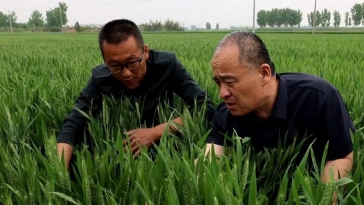 勞動者之歌丨在農(nóng)田里辦公 這個“土”專家，中！