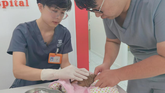 千職百態(tài)｜狐獴、蜜袋鼯、浣熊……異寵醫(yī)生和特別的“患者”