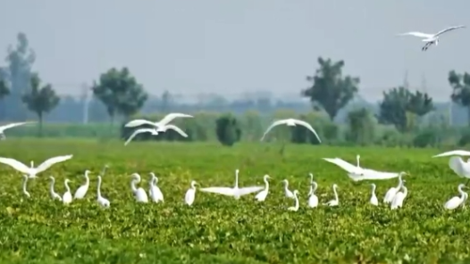 何以中國(guó) 行走河南｜白鷺匯聚古運(yùn)河 翩翩起舞美如畫