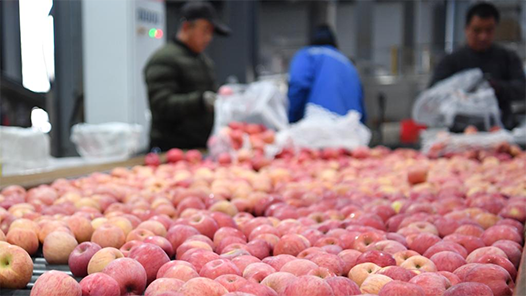 奮進強國路 闊步新征程·老區(qū)行｜延安的蘋果又紅了