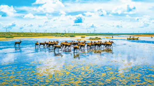 奮進強國路 闊步新征程｜逐“綠”前行，繪就美麗中國