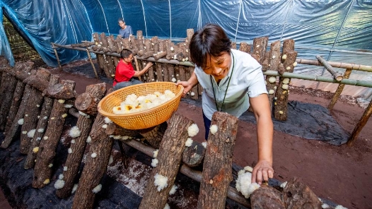 奮進強國路 闊步新征程·老區(qū)行丨挑起“金扁擔(dān)” 大巴山“美食”走向海內(nèi)外