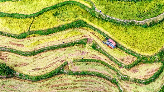 奮進強國路 闊步新征程｜鄉(xiāng)村全面振興邁出堅實步伐