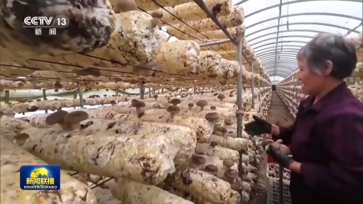 奮進強國路 闊步新征程·老區(qū)行｜河北阜平：牢記囑托推進鄉(xiāng)村全面振興