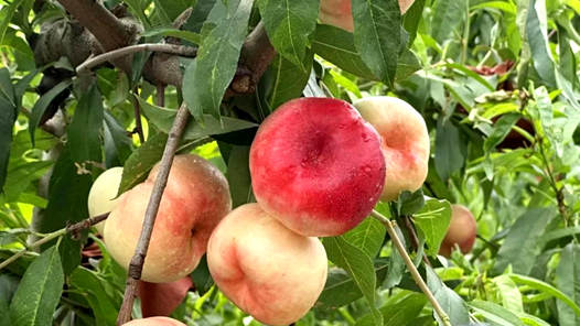 奮進強國路 闊步新征程·老區(qū)行丨“致富桃”讓沂蒙老區(qū)人民生活甜如蜜