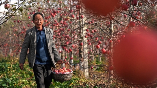 奮進強國路 闊步新征程｜普惠金融助力農(nóng)業(yè)現(xiàn)代化