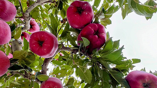 奮進強國路 闊步新征程·老區(qū)行 | 延安的“蘋果傳奇”