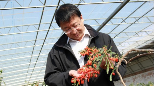 輝煌75載 與共和國(guó)同成長(zhǎng)的勞動(dòng)模范｜曹有龍：一生只為枸杞紅