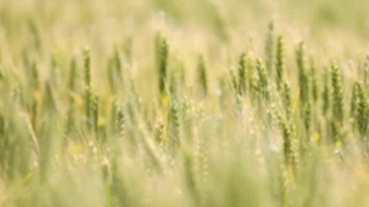 四中全會(huì)精神解讀·市場(chǎng)最前沿丨從一粒稻種看中國(guó)種企創(chuàng)新路