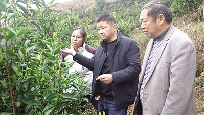 鍥而不舍落實(shí)中央八項(xiàng)規(guī)定精神·一線見聞｜帶著茶農(nóng)期盼 奔著實(shí)處走訪