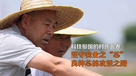 科技報國的時代答卷｜堅守農(nóng)業(yè)之“芯”：良種芯的攻堅之路