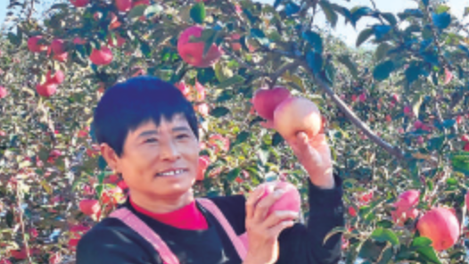 遼寧省盤(pán)錦市盤(pán)山縣得勝街道得勝村：沙土地種出“黃金果”