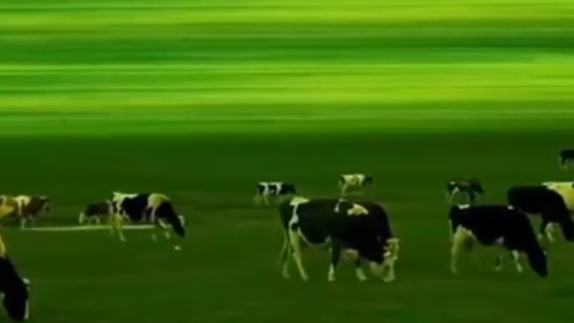 2025年工會夏令營｜大課堂里的小知識，奶牛有公的嗎？