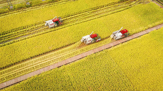 “十四五”時期我國糧食產(chǎn)量邁上新臺階