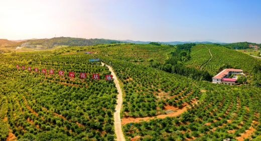 “十四五”期間我國茶油產(chǎn)量增長53%