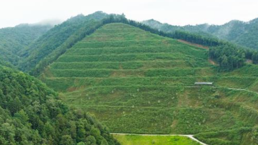 四中全會(huì)精神在基層｜荒山“煥新”記