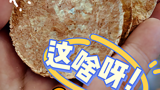 木屑秒變“小餅干”！輕工國賽上的環(huán)保黑科技，省90%空間太絕了