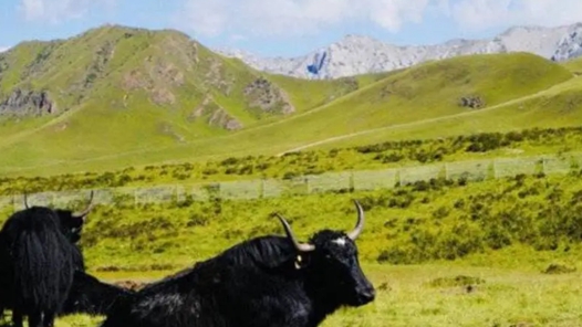 “十四五”時期我國草原生態(tài)得到整體改善