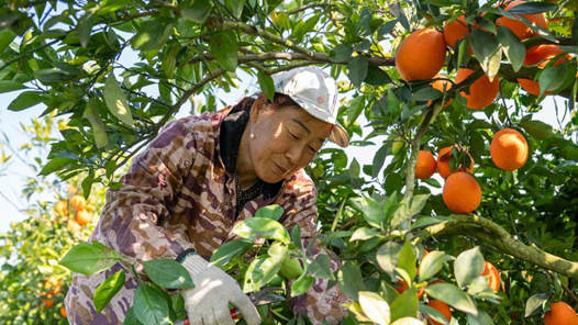 新春走基層·十村十年看長(zhǎng)江之變｜湖北公安長(zhǎng)江村：共治共享點(diǎn)亮村容村貌