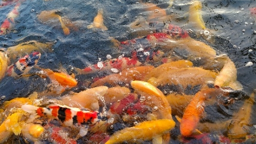 新春走基層·駐村調(diào)研看產(chǎn)業(yè)｜東北小村的觀賞魚(yú)“游”向全國(guó)啦！