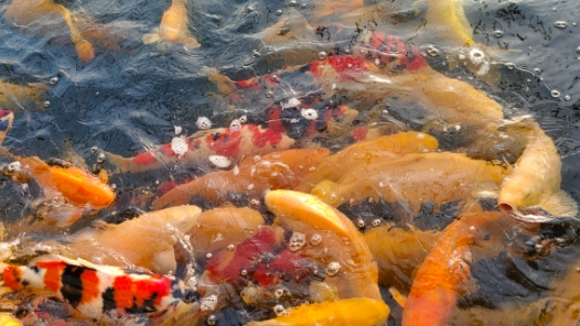 新春走基層·駐村調(diào)研看產(chǎn)業(yè)丨東北小村觀賞魚(yú)“游”向全國(guó)