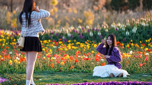 新春走基層｜“春城”賞花正當(dāng)時(shí) 多彩“顏值”變產(chǎn)值