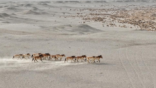 新春走基層｜在大漠戈壁，追蹤普氏野馬