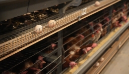 新春走基層｜探訪重慶“數(shù)字雞舍”：12萬(wàn)只雞如何在線“生產(chǎn)”春節(jié)鮮蛋？