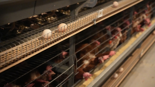 新春走基層｜探訪重慶“數(shù)字雞舍”：12萬(wàn)只雞如何在線“生產(chǎn)”春節(jié)鮮蛋？