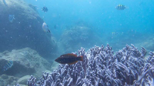 新春走基層｜小伙海底種珊瑚