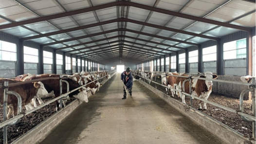 新春走基層｜養(yǎng)牛戶新年盼牛市