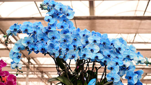 新春走基層｜年宵花開(kāi)，日子更紅火