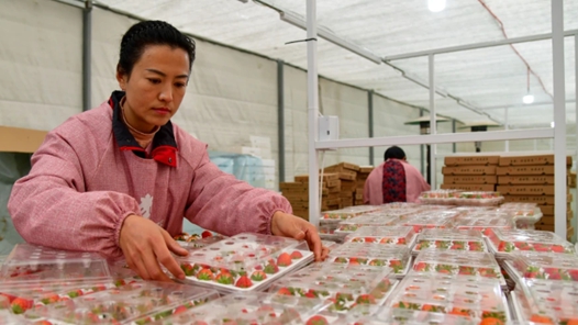 新春走基層·建設(shè)宜居宜業(yè)和美鄉(xiāng)村丨草莓產(chǎn)業(yè)拓寬增收路