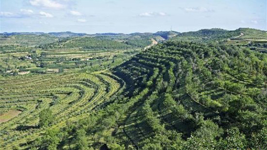 新春走基層｜護(hù)林員樊尚林：春節(jié)不歇，只為平安