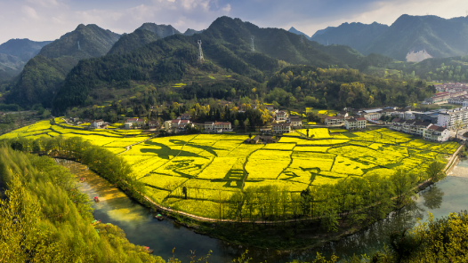 陜西漢中邀客賞油菜花海