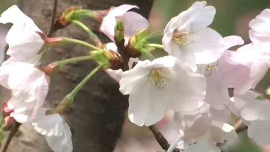各地搶抓“春日經(jīng)濟”流量紅利 “賞花熱”扮靚鄉(xiāng)村助農(nóng)增收