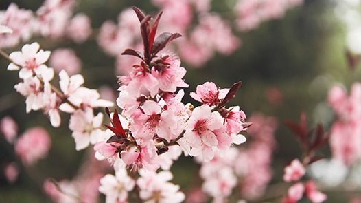“坐火車”“打飛的”開啟春日賞花之旅