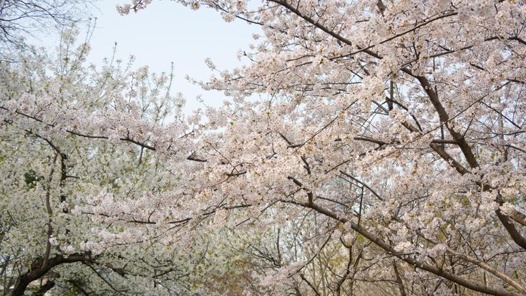 3月免票潮 春季游更旺
