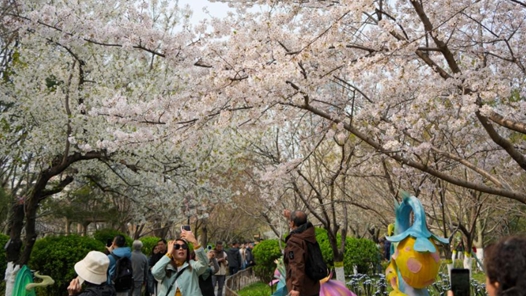 濟南：櫻花盛開賞花熱