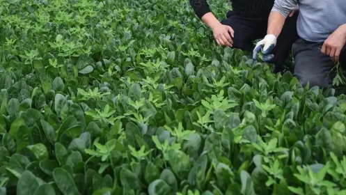 山東煙臺(tái)光山工友創(chuàng)業(yè)園“慧·比拼”勞動(dòng)競(jìng)賽菠菜種植管護(hù)專項(xiàng)競(jìng)賽舉辦