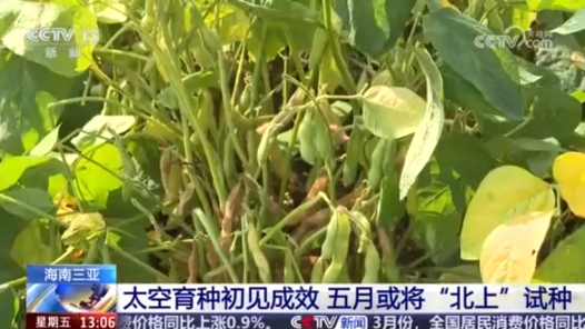 太空育種初見成效 小種子讓“中國(guó)飯碗”端得更牢