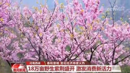 春和景明賞花經(jīng)濟(jì)持續(xù)火熱 “觀景+文化+體驗(yàn)”多元場(chǎng)景激發(fā)文旅消費(fèi)新活力